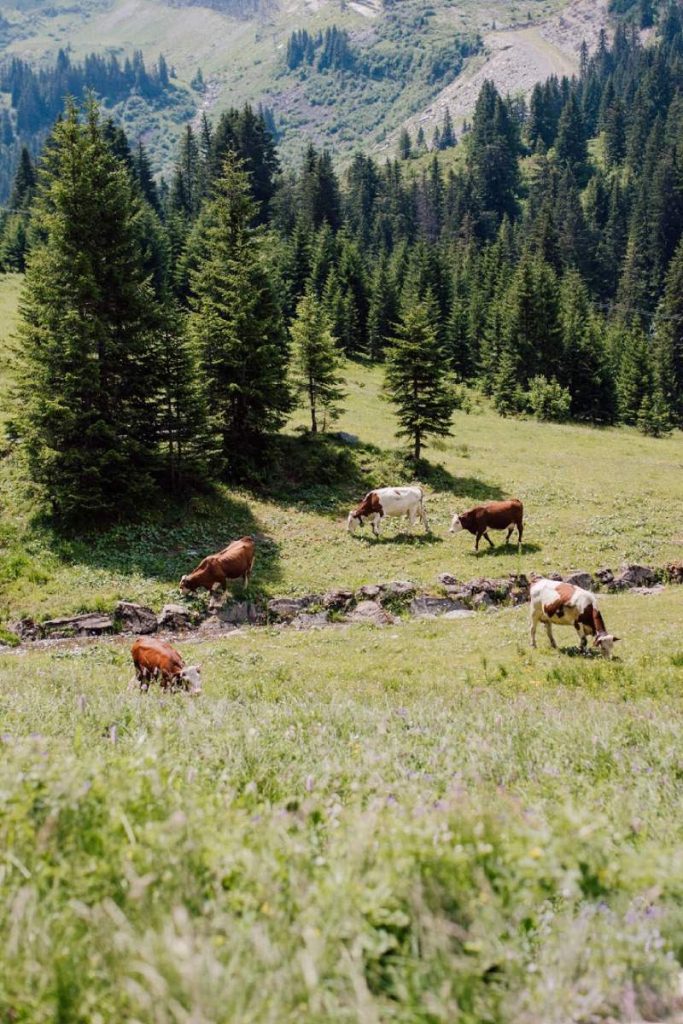 cows traverse the pasture on poite des mossettes, one of the best views in the alps